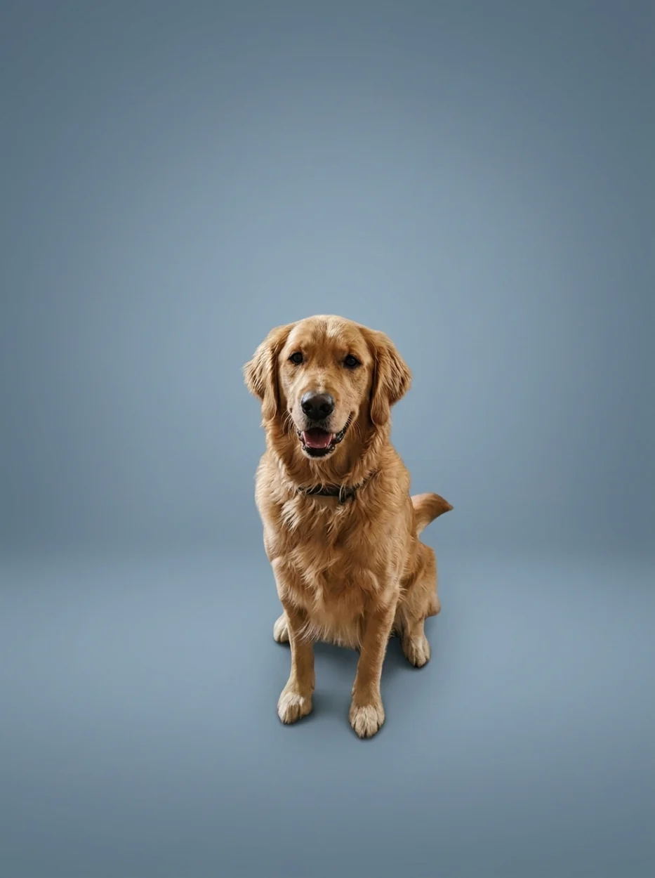 Dog on a clean studio backdrop